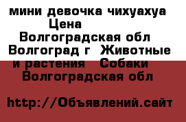 мини девочка чихуахуа › Цена ­ 10 000 - Волгоградская обл., Волгоград г. Животные и растения » Собаки   . Волгоградская обл.